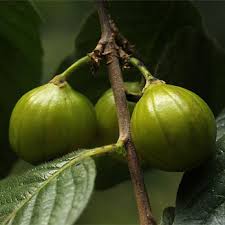 Image result for Turraea floribunda