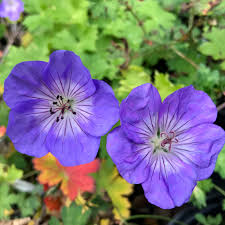 Image result for Geranium `Purple Haze`