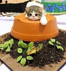 With tenor, maker of gif keyboard, add popular birthday cat animated gifs to your conversations. Cakes For Cat Lovers Interior Designs Facebook