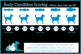 We did not find results for: Blogs Archives Lynbrook Vet