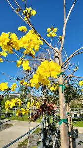 Image result for Handroanthus chrysotrichus
