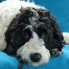 .wasserhund und den italienischen lagotto romagnolo kennen und lieben gelernt, denn er wettbewerb gewinnen, jedoch wichtiger sind. 1