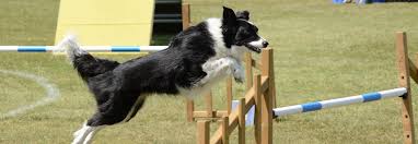 Nbsp;· 9 die ersten aktion im agility. Agility Teamsport Fur Hund Und Mensch
