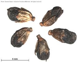 Image result for Microcharis annua