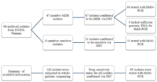 flow chart showing available drug susceptibility testing