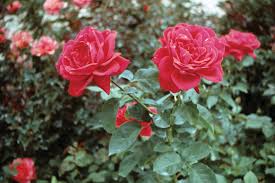 Image result for Rosaceae
