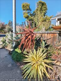 Image result for Aloe excelsa