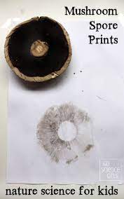 Spore Printing With Mushroom – Botany Lesson With Fungi - Go Science Girls  | Stuffed Mushrooms, Science For Kids, Nature Kids