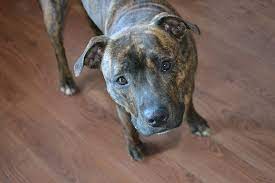 20 Brindle Dog Breeds With Brindle Pattern Coats With Pictures Pet Keen