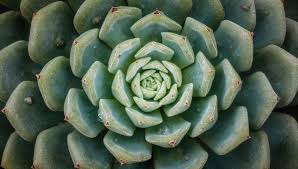 Image result for Crassulaceae