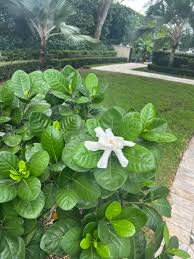Image result for Gardenia