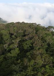 Image result for Globimetula rubripes