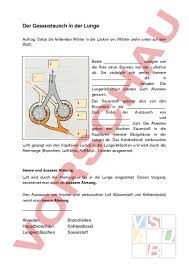 Medizinische lehrfilme für die ausbildung zum heilpraktiker auf dvd oder zum downloaden. Arbeitsblatt Gasaustausch Biologie Anatomie Physiologie