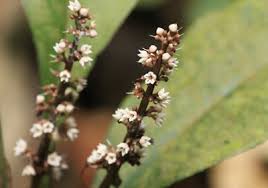 Image result for Myrsinaceae