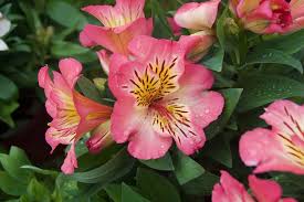 Maybe you would like to learn more about one of these? 40 Types Of Red Flowers With Pictures Flower Glossary