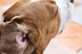Check out our colloidal silver pet selection for the very best in unique or custom, handmade pieces from our shops. Colloidal Silver For Dogs Life With Dogs