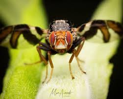 Image result for Rhagoletis completa