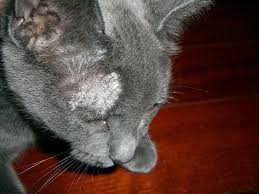 Kedi Mantari Bize Bulasir Mi
