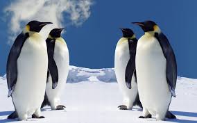 We have an extensive collection of amazing background images carefully chosen by our community. Penguin Animal Wallpapers Wallpaper Cave