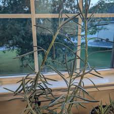 Image result for Senecio milanjianus