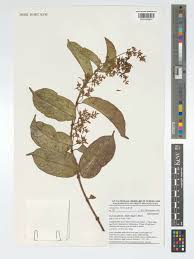 Image result for Oncinotis glabrata