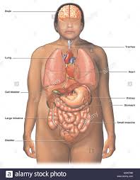 My mission is to provide a comprehensive resource mapping out the anatomy of the human body into easy to understand and concise video tutorials. Ironicno Hudi Se Stirikrat Girl Body Ogans Garyubben Net