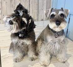 Pin On Miniature Schnauzer