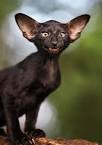 Cat Breeds with Big Ears: The Great List to Choose From