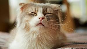 Photo Highland Fold : un chat tendre à l'apparence atypique - Le Parisien