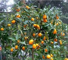 Especies De Citricos Ornamentales Mas Interesantes Agrologica Ingenieria Agricolaagrologica Ingenieria Agricola
