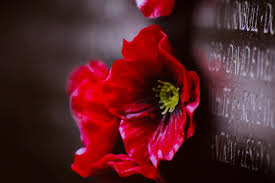 Honoring soldiers with poppies on memorial day. Wear A Red Poppy Gold Star Parents Share Meaning Of Memorial Day