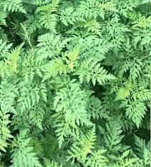 Ragweed — kietinė ambrozija statusas t sritis vardynas apibrėžtis astrinių šeimos vaistinis nuodingas augalas (ambrosia artemisiifolia), paplitęs šiaurės amerikoje. Ragweed