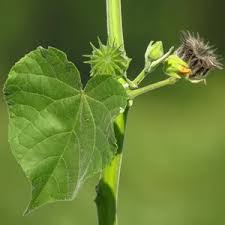 Image result for Abutilon grantii