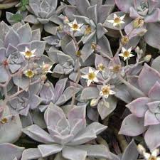 Maybe you would like to learn more about one of these? Piante Grasse Resistenti Al Gelo Vivaio Online Un Quadrato Di Giardino