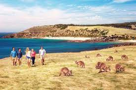 Maybe you would like to learn more about one of these? 12 Collective Nouns For Australian Animals Australia Outback Yarns