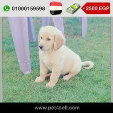 مصر القاهرة جولدن ريتريفر 3 شهور بنت كل التطعيمات و تطعيم ديدان و حشرات مدينة نصر golden reatriver very unique bloodline dogs retriever golden retriever