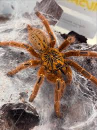 Image result for Pteris muricella