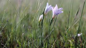 Image result for Gladiolus trichonemifolius