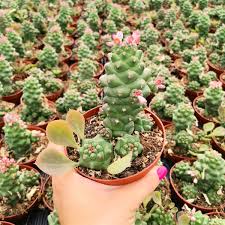Image result for Monadenium rugosum