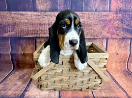 Use the search tool below and browse adoptable basset hounds! Basset Hound Puppies Petland Mason Oh