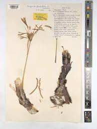 Image result for Sarcophrynium schweinfurthianum