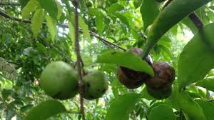 Nama ini diambil dari bahasa arab, sedangkan dalam bahasa inggris disebut fig. Kebun Buah Di Gunungpati Semarang Terdapat Buah Buahan Dari Lima Benua Tribun Jateng