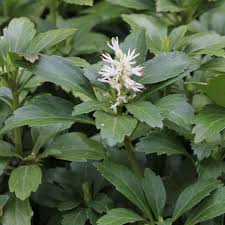 It is native in se north america. Pachysandra Terminalis