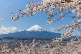Sakura Cherry Blossom Trees And Mount Fuji In Spring Season Stock Photo Picture And Royalty Free Image Image 84371443