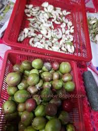 Mahkota dewa atau buah simalakama memiliki kandungan senyawa tanin, alkanoid, fenol, lignan. Pokok Buah Mahkota Dewa Yang Masih Bertahan Ira Mommy Si Kembar