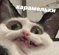 Целый раздел самых новых смешных подборок приколов из видео, фото и картинок про животных (коты, собаки и др.). Podpishis Perekin Znakomym Androde88 Smeshnoevideo Chernyjyumor Lajkivzaimno Lajktajm Video Music Fu Veselye Memy Smeshnye Memy Zabavnye Foto