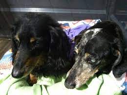 2dachshunds Who S Owner Passed Away Now At Hsspv If You Can Help Human Society Of The South Platte Va Animal Projects Dachshund Lovers Dachshund
