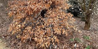 Image result for Blepharis stuhlmannii