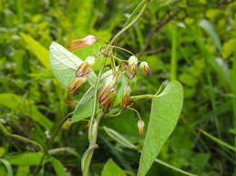 Image result for Riocreuxia