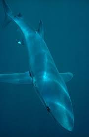 Blue Shark Wikipedia